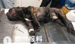 宠物医院最新爆料,宠物健康护理新趋势与常见误区
